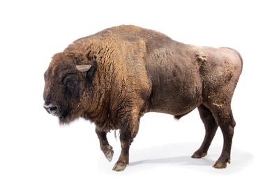 Bison Buffalo Art Canvas Print Male Wildlife Drawing Sketch Wall Decor Painting 
